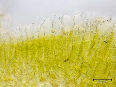 riccia bifurca thallus assimilationsgewebe epidermiszellen quer