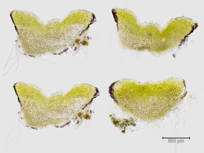 riccia bifurca thallus quer
