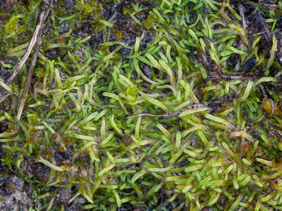 riccia canaliculata