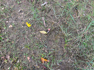 riccia canaliculata swe habitat