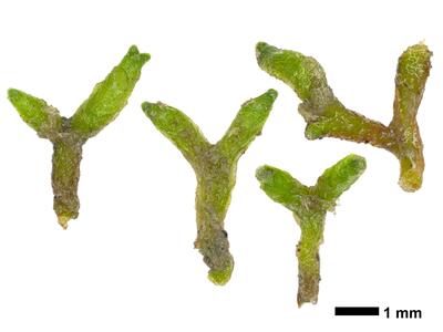 riccia canaliculata swe stature dorsal side