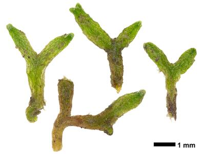 riccia canaliculata swe stature ventral side