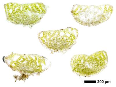 riccia canaliculata swe thallus cross section