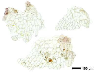riccia canaliculata swe ventral scales