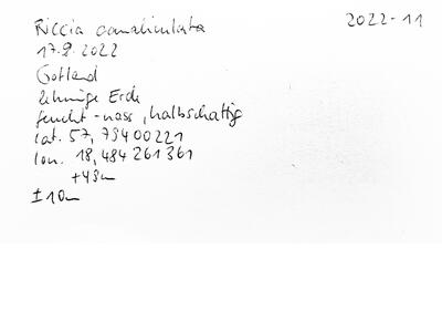 riccia canaliculata swe voucher specimen