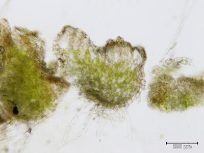 riccia canaliculata thallus querschnitt