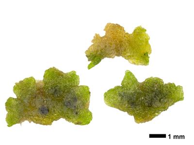 riccia cavernosa swe stature ventral side
