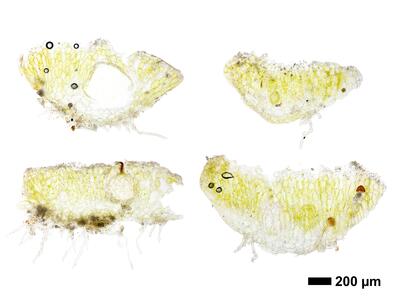 riccia cavernosa swe thallus cross section