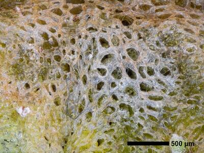 riccia cavernosa swe thallus pores anterior view