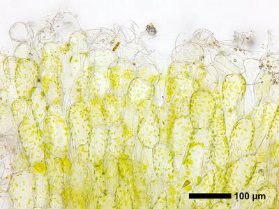 riccia cavernosa swe thallus pores cross section
