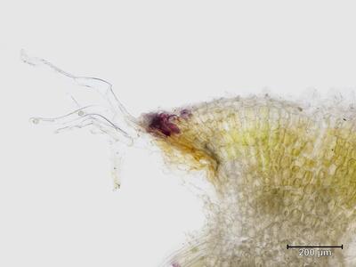 riccia ciliata thallus cilien quer