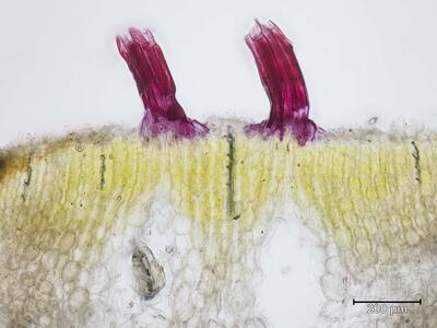 riccia ciliata thallus gametangienstand quer