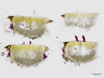 riccia ciliata thallus quer