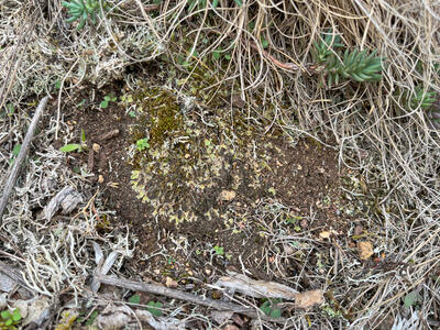 riccia ciliifera hal habitat