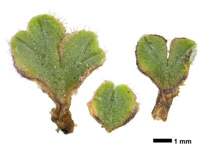 riccia ciliifera hal stature ventral side