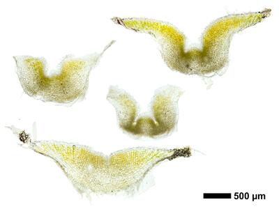 riccia ciliifera hal thallus cross section