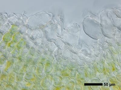 riccia ciliifera hal thallus epidermis cross section