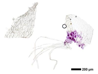 riccia ciliifera hal ventral scales