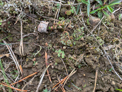 riccia ciliifera swe habitat