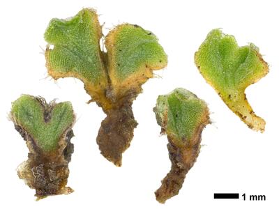 riccia ciliifera swe stature ventral side