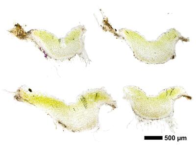 riccia ciliifera swe thallus cross section