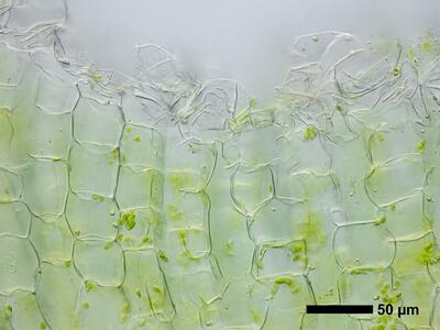 riccia ciliifera swe thallus epidermis cross section