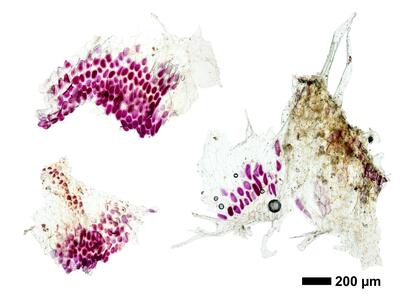 riccia ciliifera swe ventral scales
