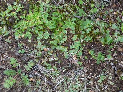 riccia ciliifera var gougetiana hal habitat