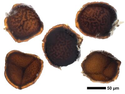riccia ciliifera var gougetiana hal spores