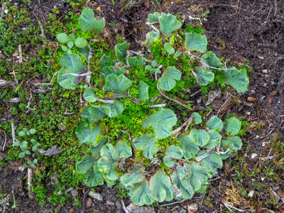riccia ciliifera var gougetiana hal stature