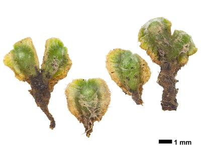 riccia ciliifera var gougetiana hal stature dorsal side