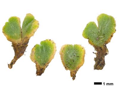 riccia ciliifera var gougetiana hal stature ventral side