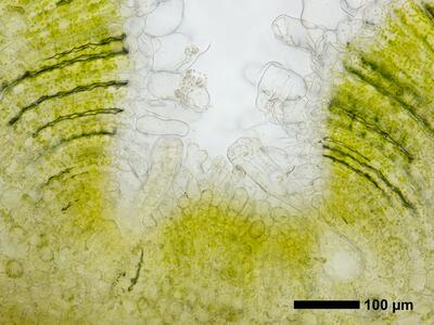 riccia ciliifera var gougetiana hal thallus archegonia cross section