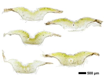 riccia ciliifera var gougetiana hal thallus cross section