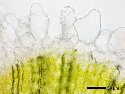 riccia ciliifera var gougetiana hal thallus epidermis cross section