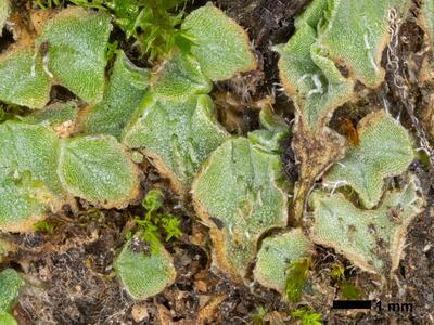 riccia ciliifera var gougetiana hal thallus stalked bulbils