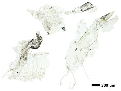 riccia ciliifera var gougetiana hal ventral scales