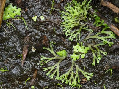 riccia fluitans