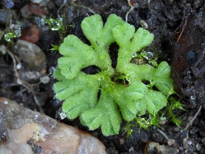 riccia glauca