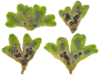 riccia glauca stature ventral side