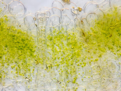 riccia glauca thallus archegonium cross section