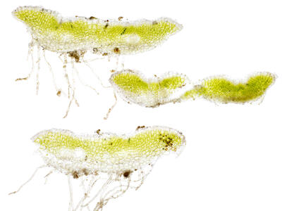 riccia glauca thallus cross section