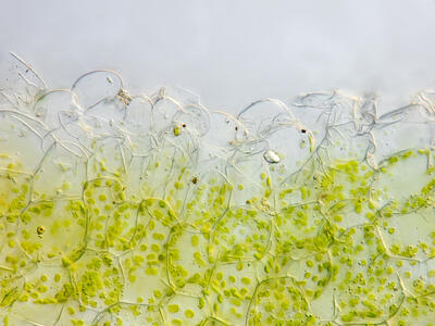 riccia glauca thallus epidermis cross section1