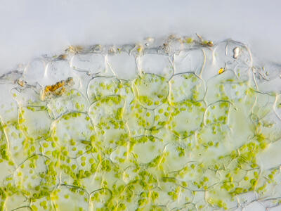 riccia glauca thallus epidermis cross section2