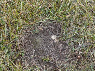 riccia gothica swe habitat