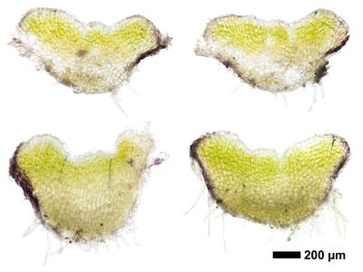 riccia gothica swe thallus cross section