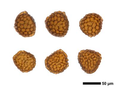 riccia huebeneriana swe spores