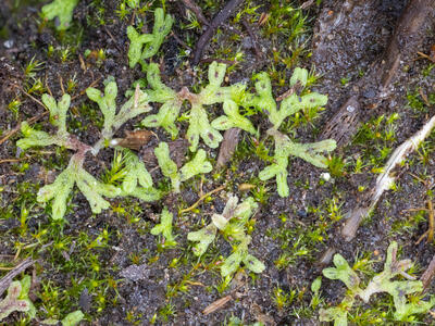 riccia huebeneriana swe stature