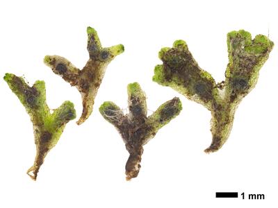 riccia huebeneriana swe stature dorsal side