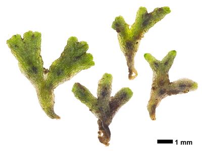 riccia huebeneriana swe stature ventral side